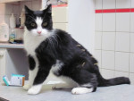 Ivy,17 jarige zwart/witte poes, heeft spondylosis,behandeld met metacam. Met acupunctuur en Puur spondy is ze nog beter 